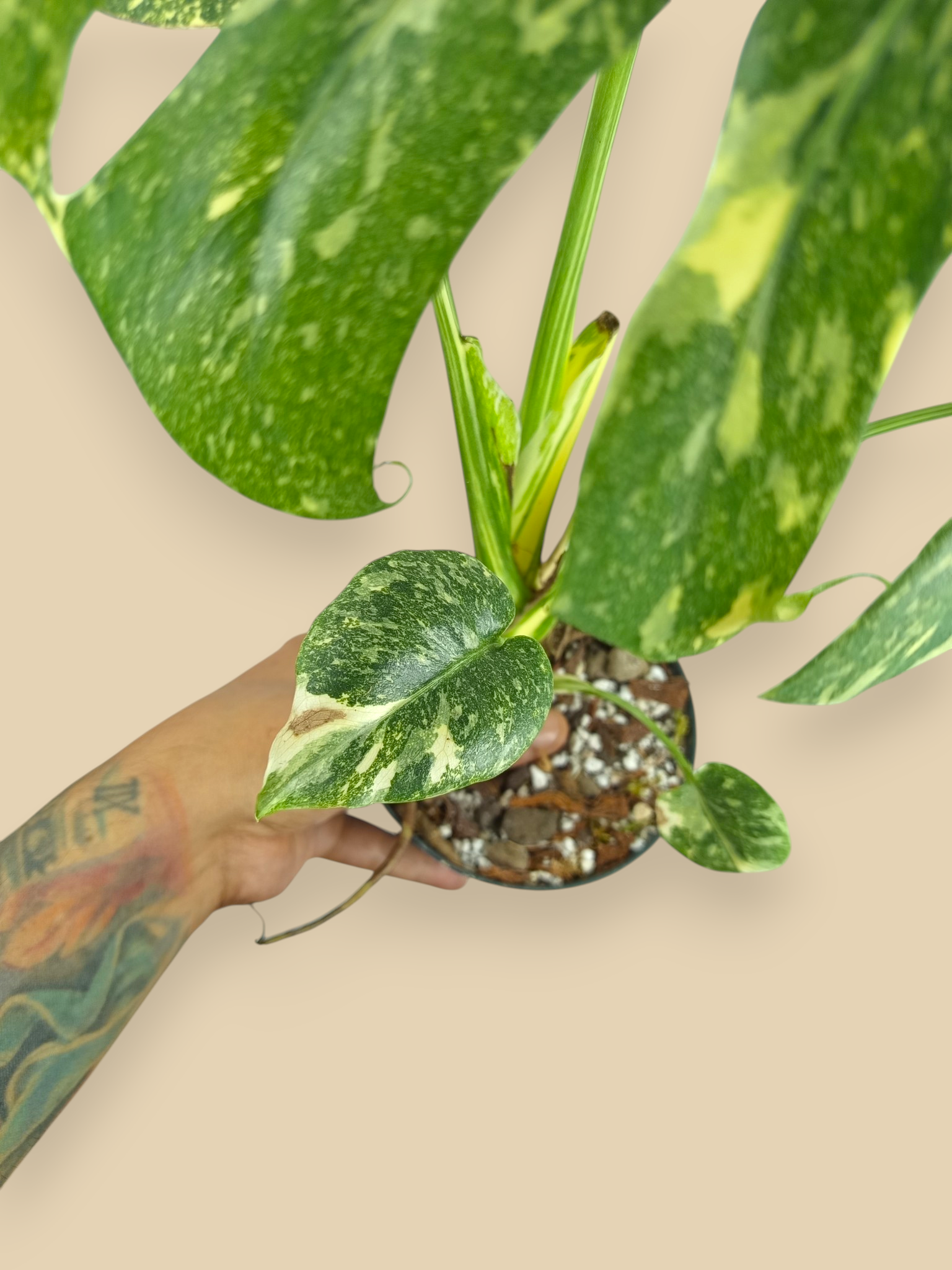 Monstera Thai Constellation Creme Brulee  Mutation