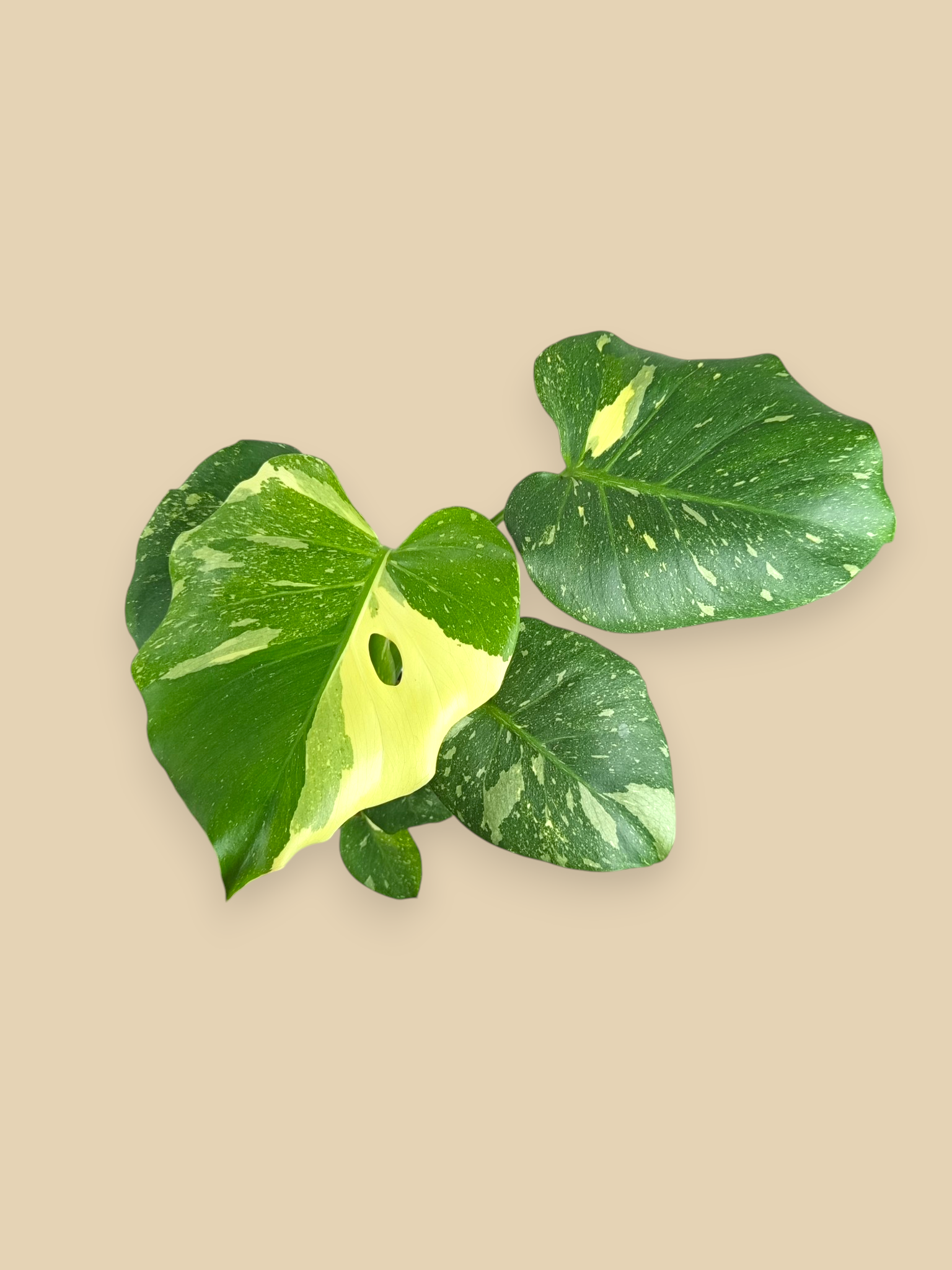 Monstera Thai Constellation Mutation