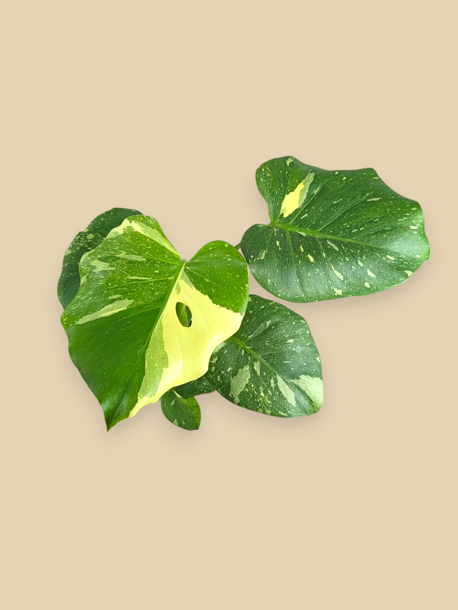Monstera Thai Constellation Mutation