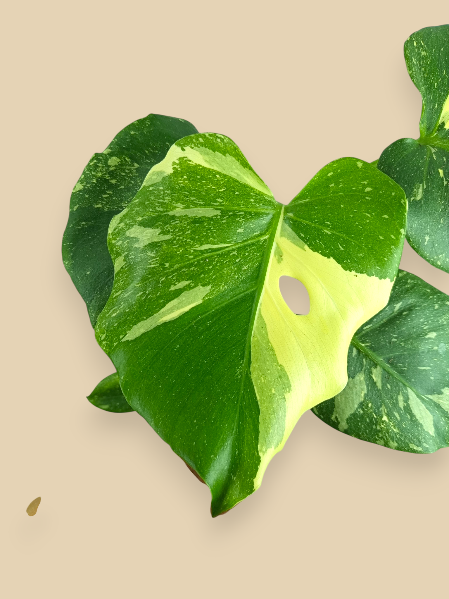 Monstera Thai Constellation Mutation