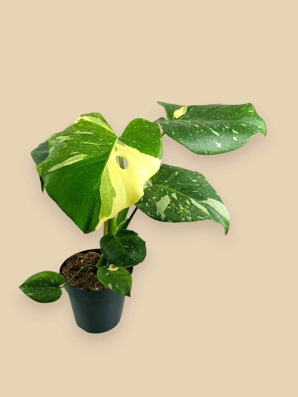 Monstera Thai Constellation Mutation
