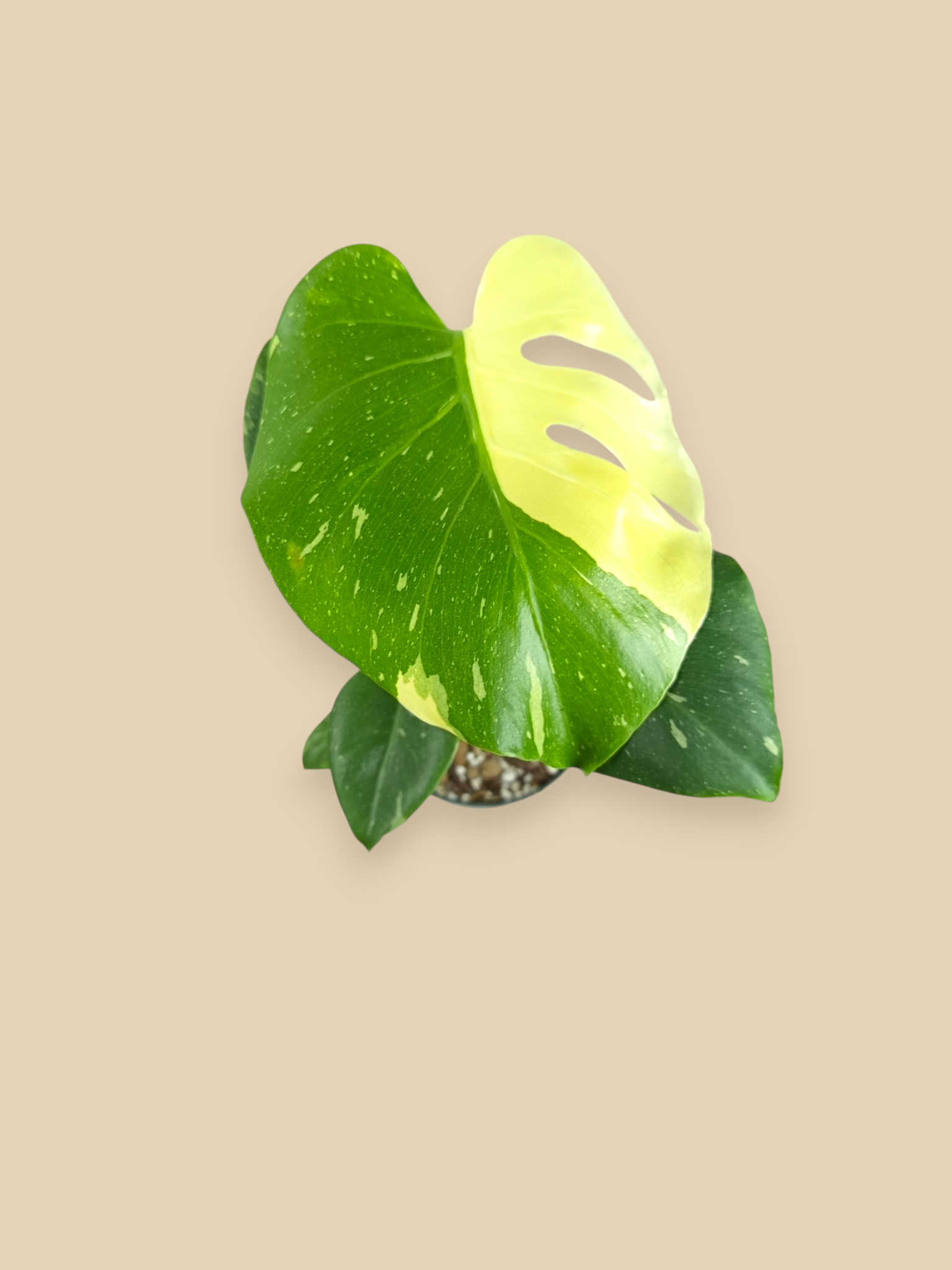 Monstera Thai Constellation Mutation
