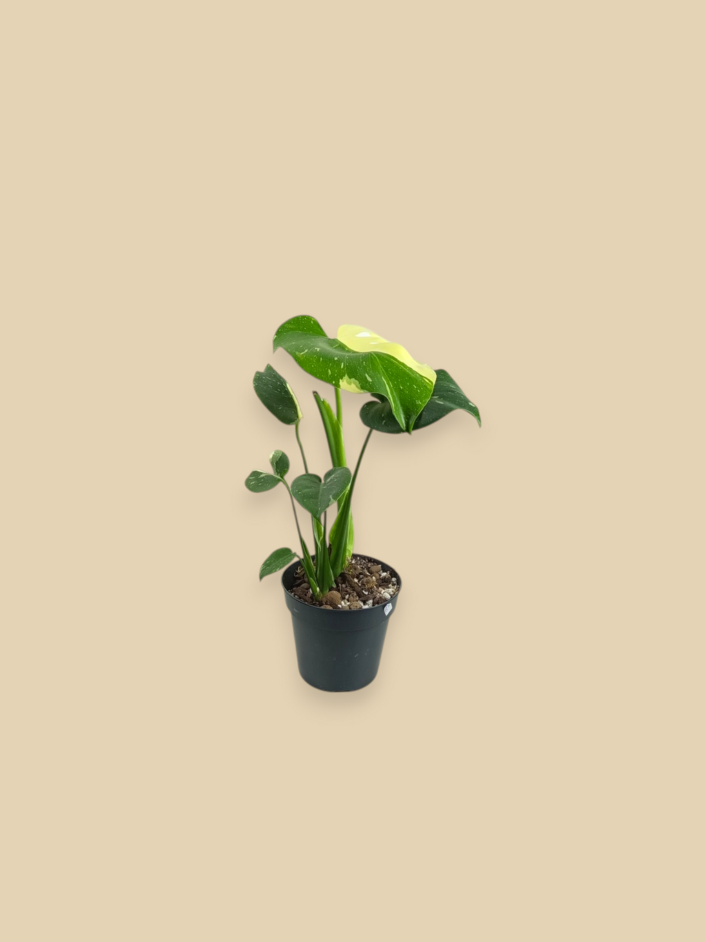 Monstera Thai Constellation Mutation