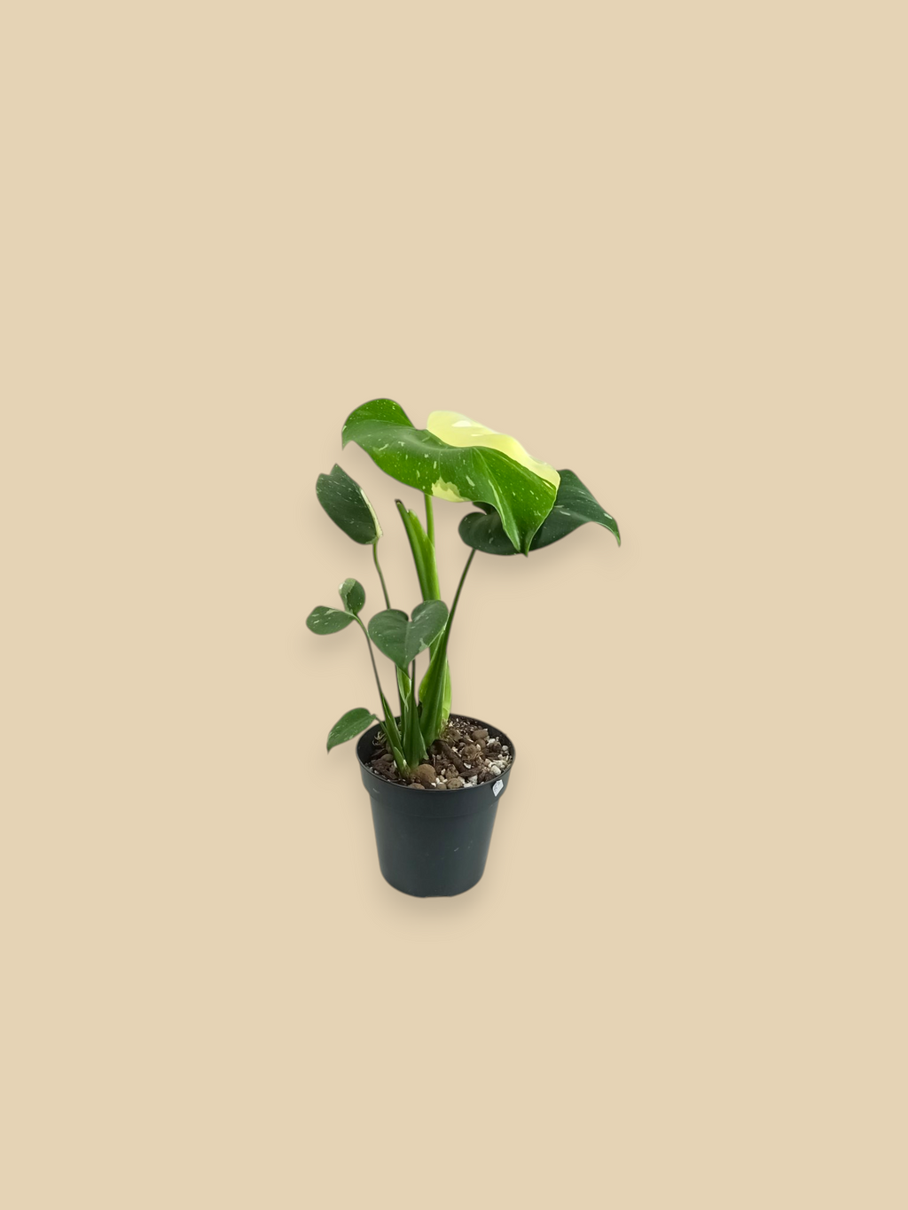 Monstera Thai Constellation Mutation