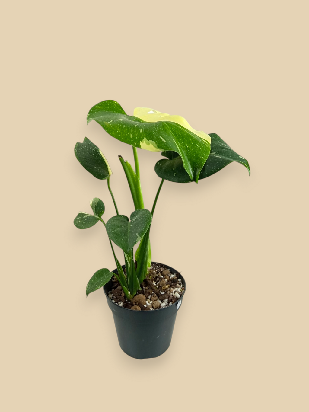 Monstera Thai Constellation Mutation