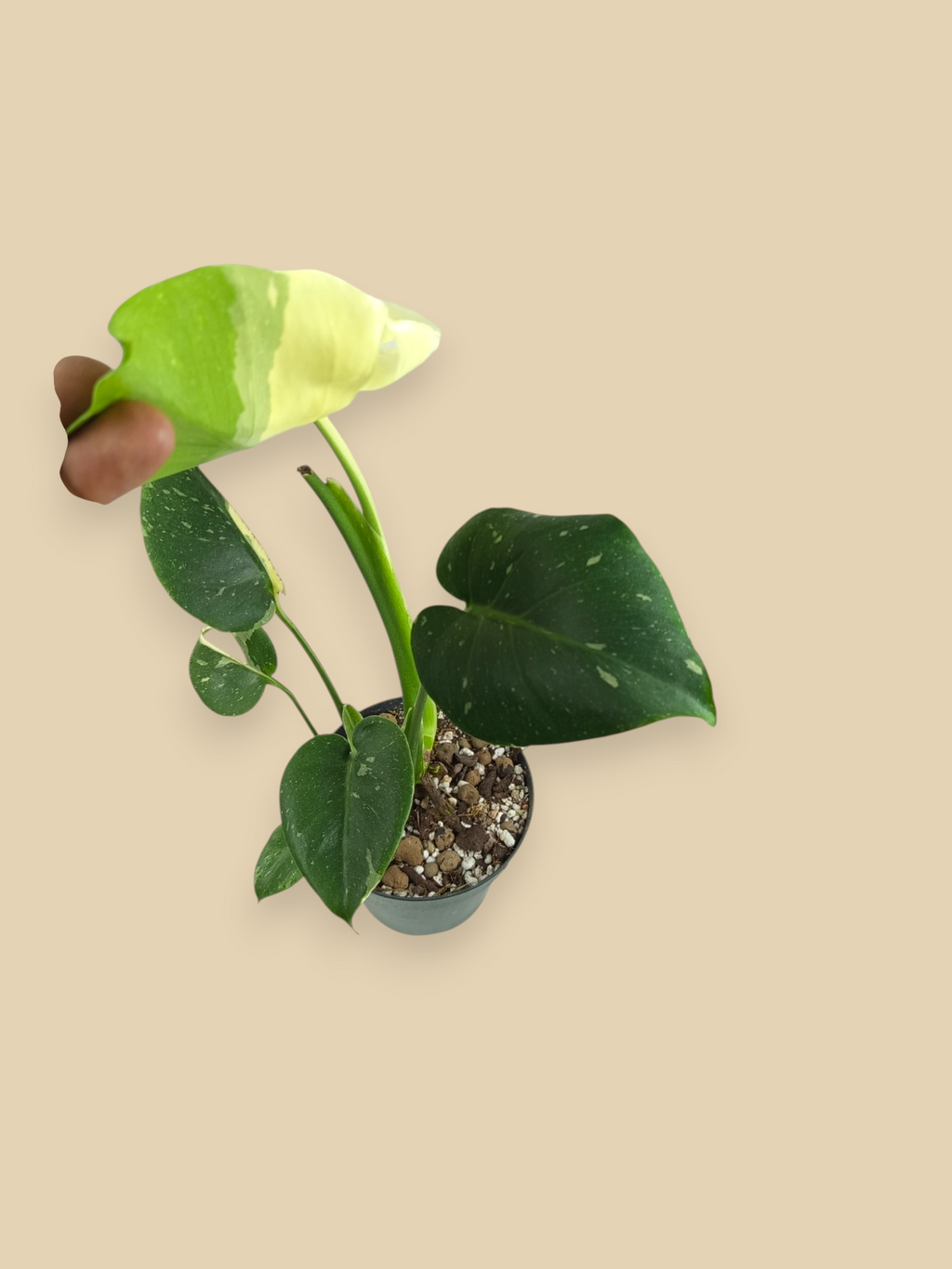 Monstera Thai Constellation Mutation