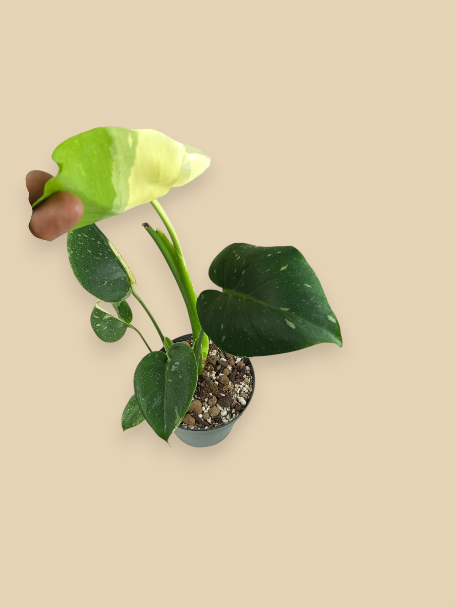 Monstera Thai Constellation Mutation