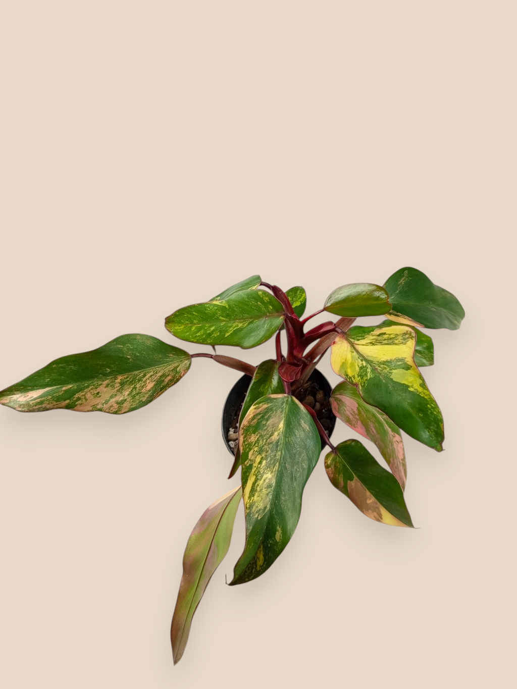 Philodendron Caramel Apple