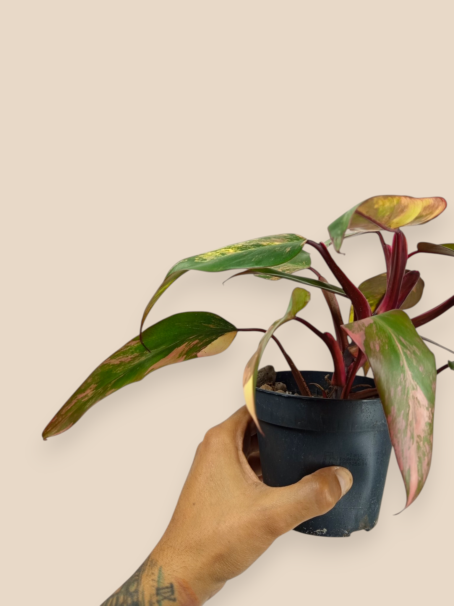 Philodendron Caramel Apple