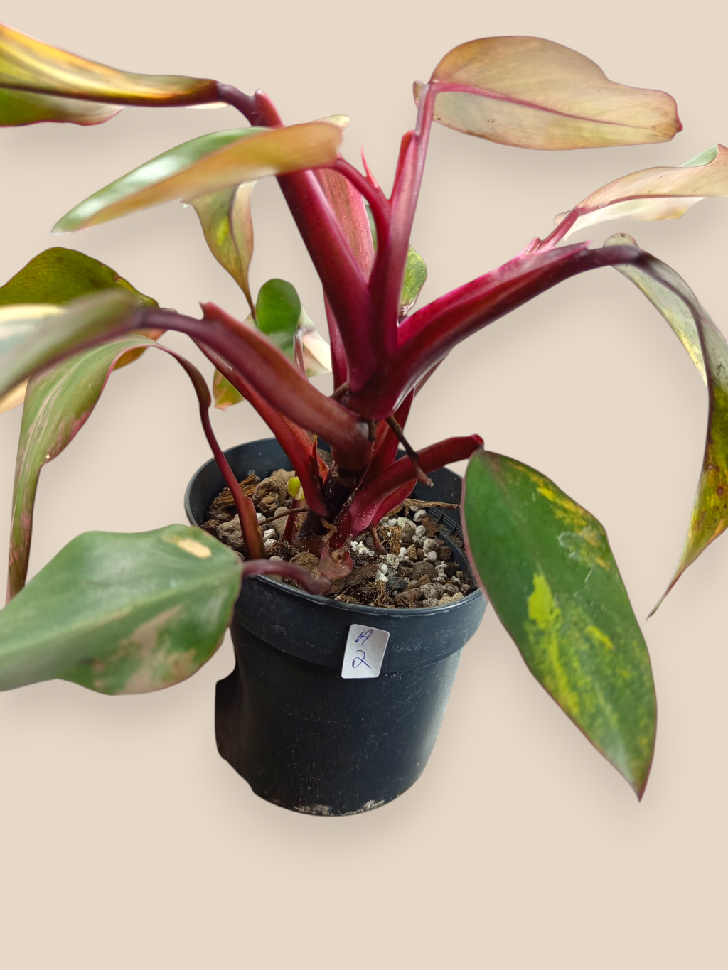 Philodendron Caramel Apple