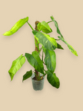 Philodendron Jose Bueno XXL