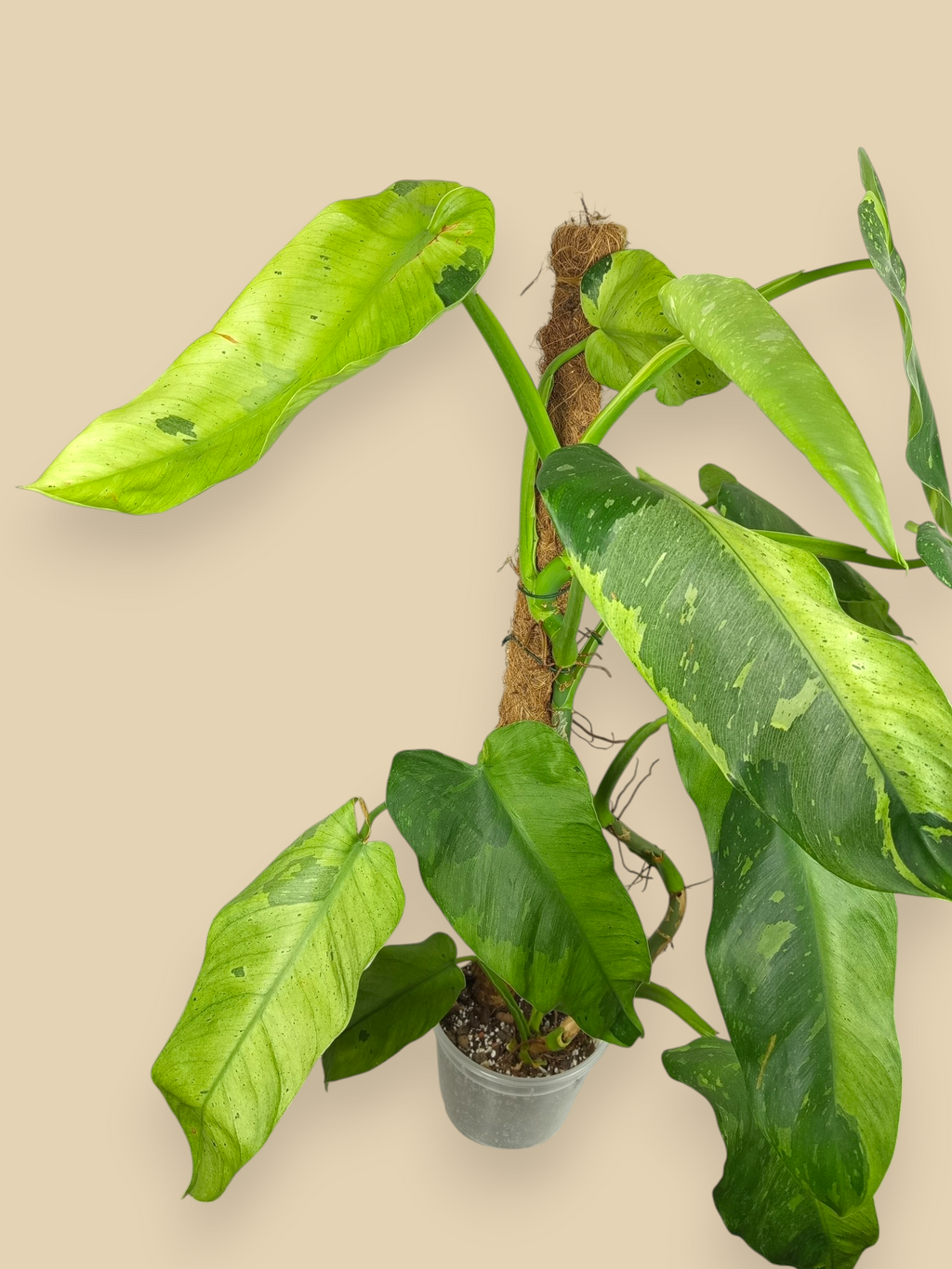 Philodendron Jose Bueno XXL