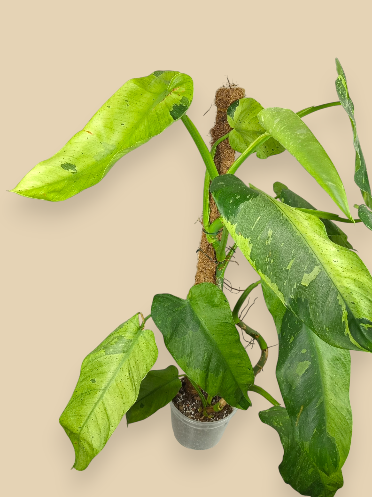 Philodendron Jose Bueno XXL