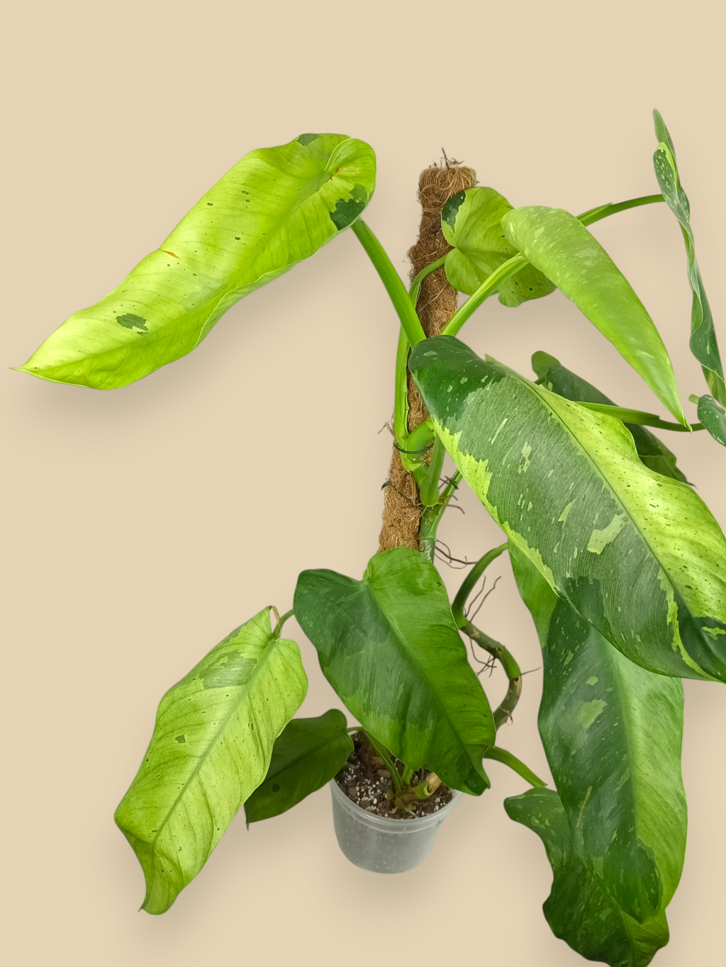 Philodendron Jose Bueno XXL