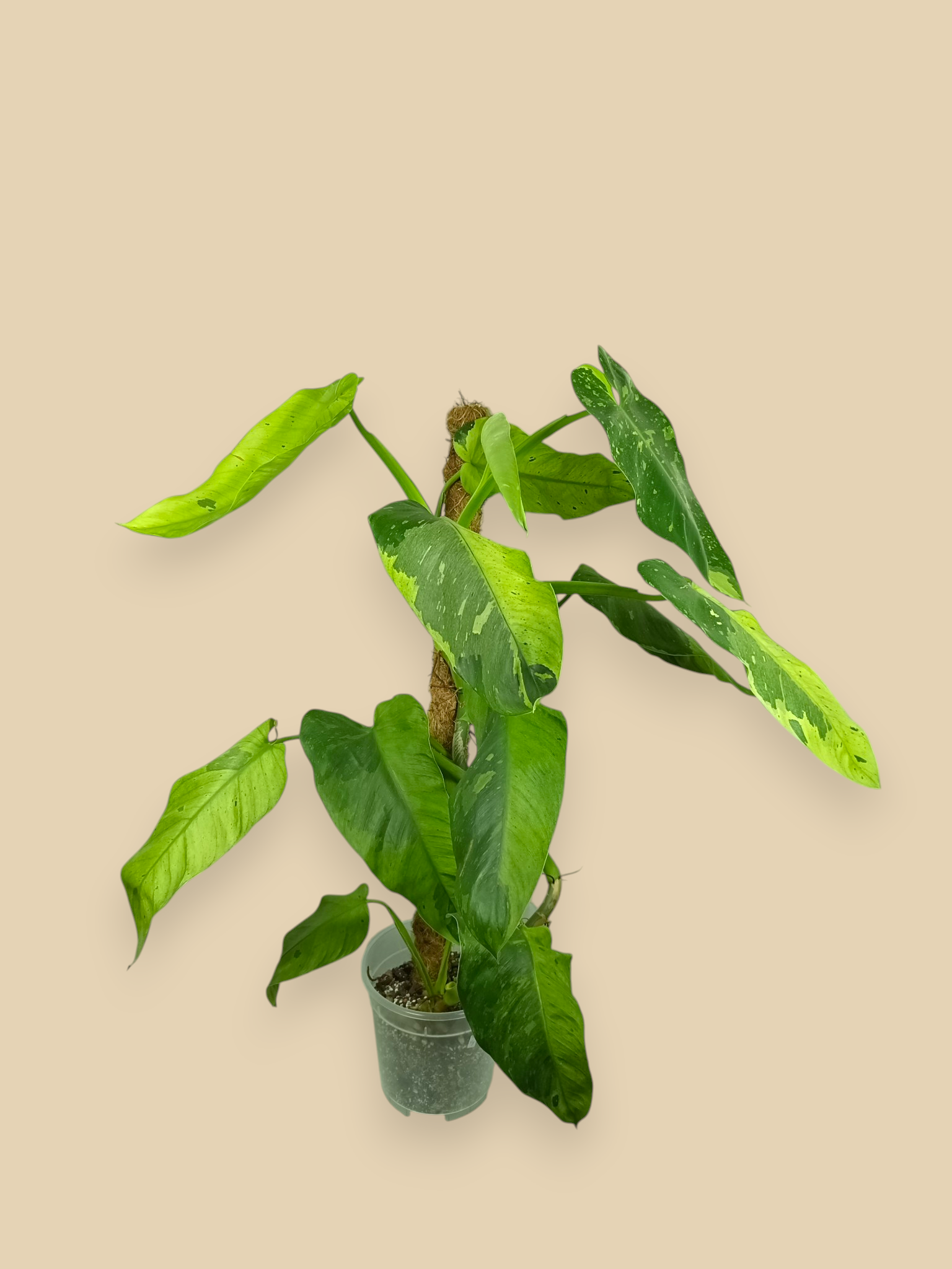 Philodendron Jose Bueno XXL