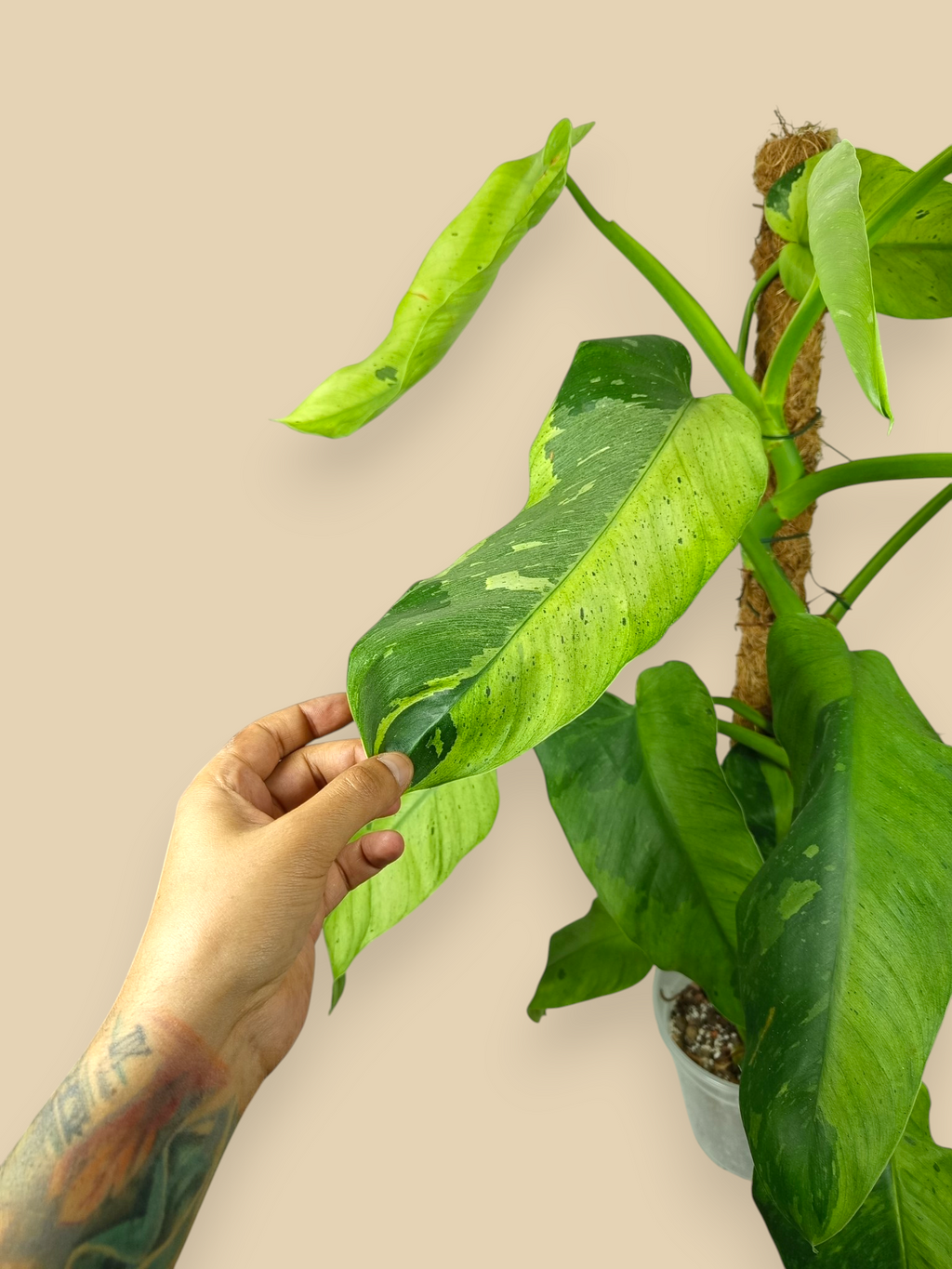 Philodendron Jose Bueno XXL