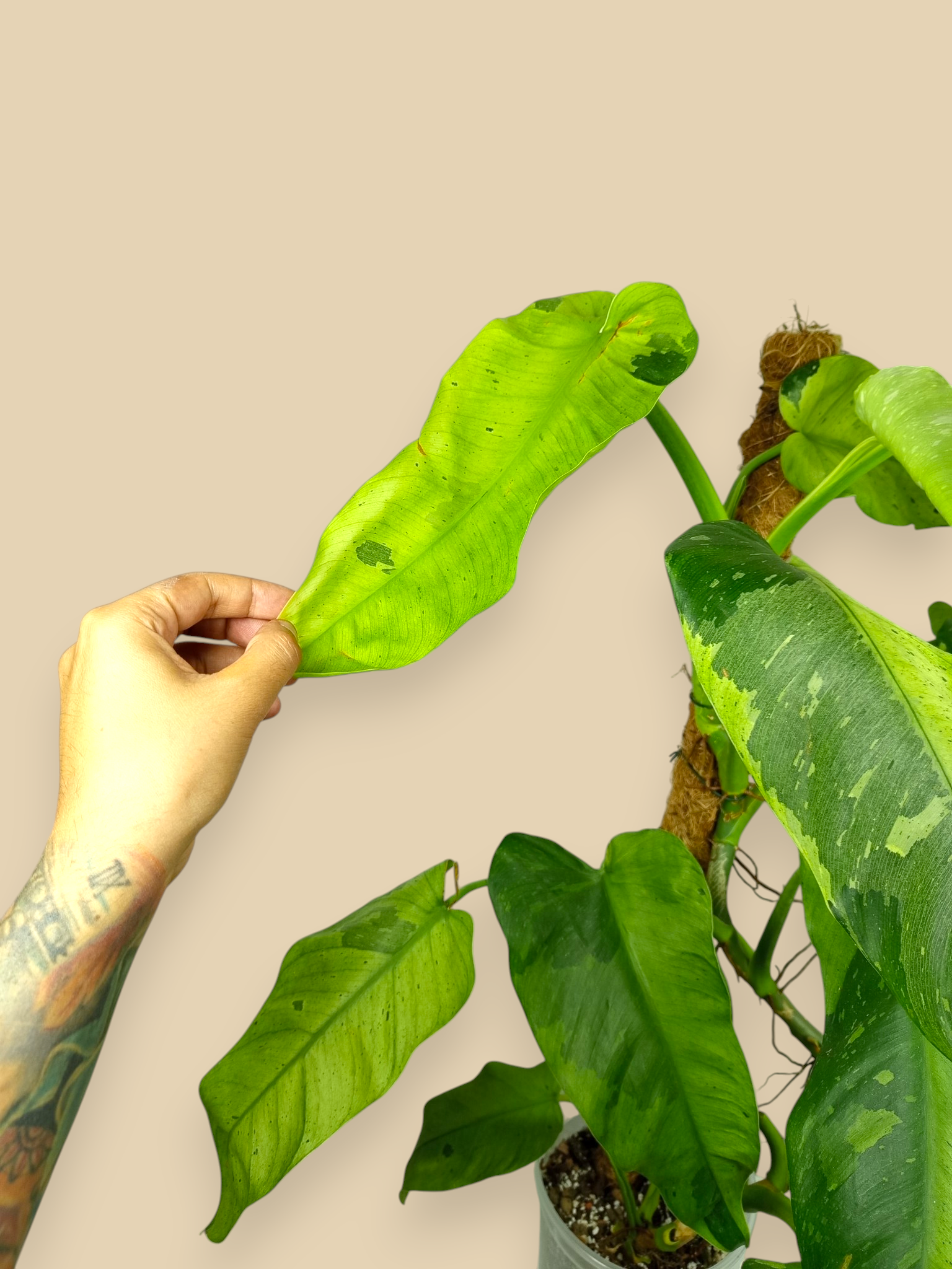 Philodendron Jose Bueno XXL