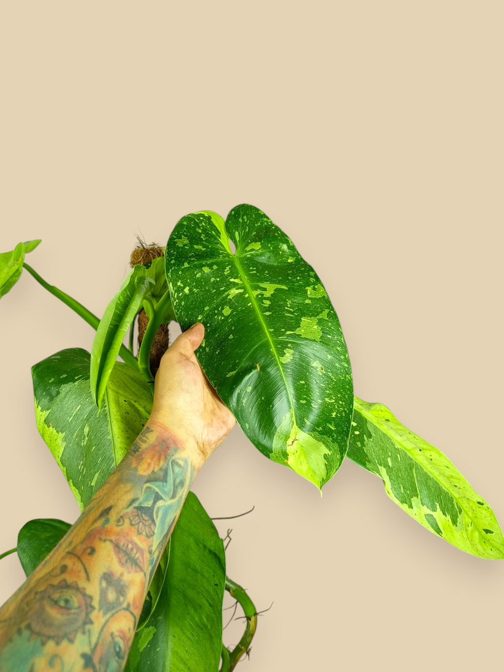 Philodendron Jose Bueno XXL