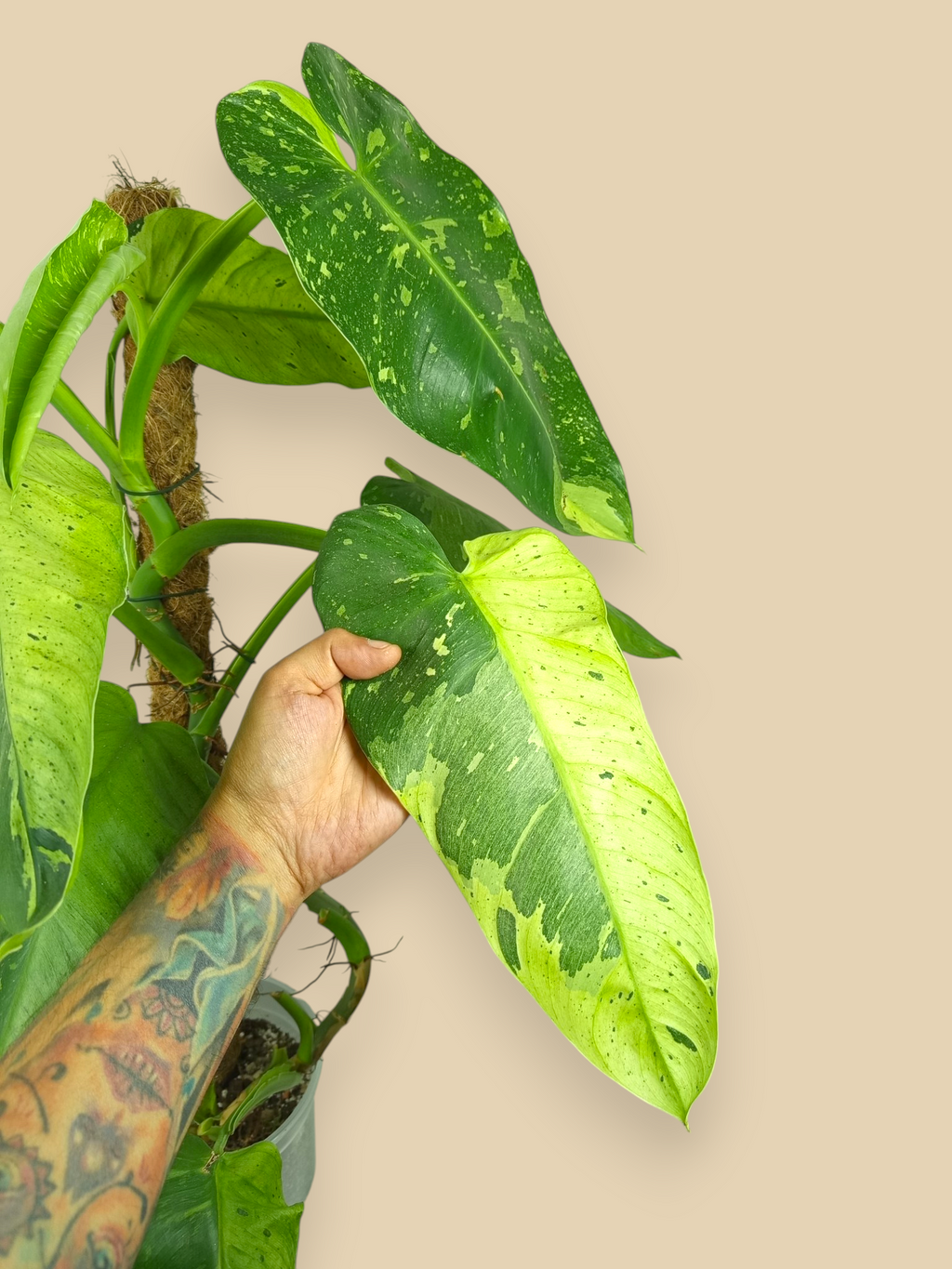 Philodendron Jose Bueno XXL