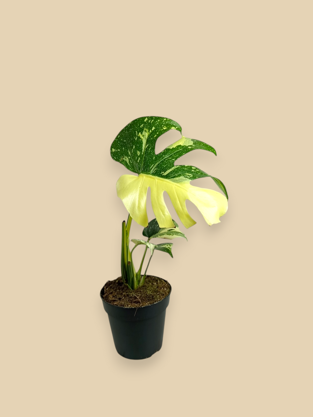 Monstera Thai Constellation Creme Brulee Mutation