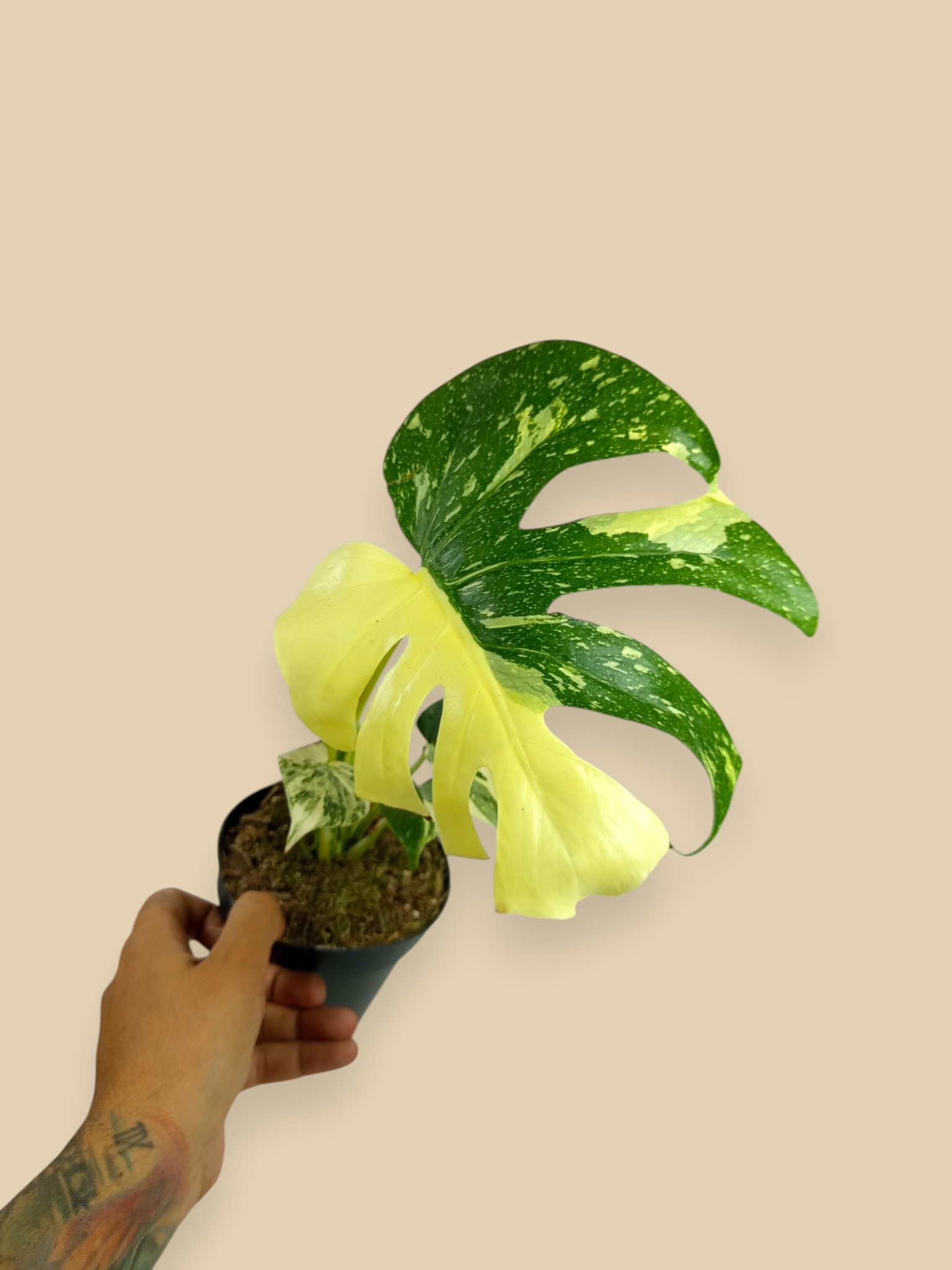 Monstera Thai Constellation Creme Brulee Mutation