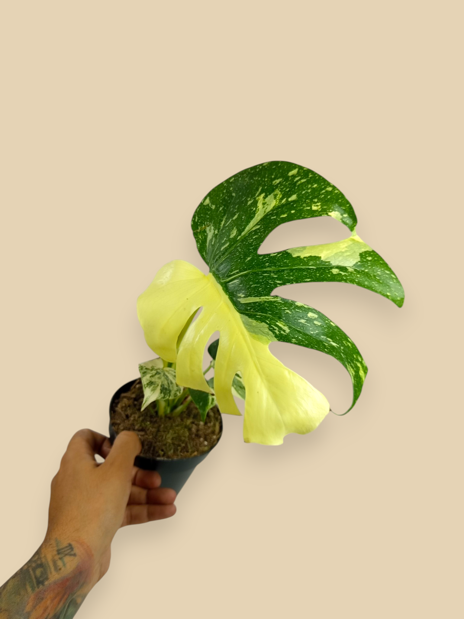 Monstera Thai Constellation Creme Brulee Mutation