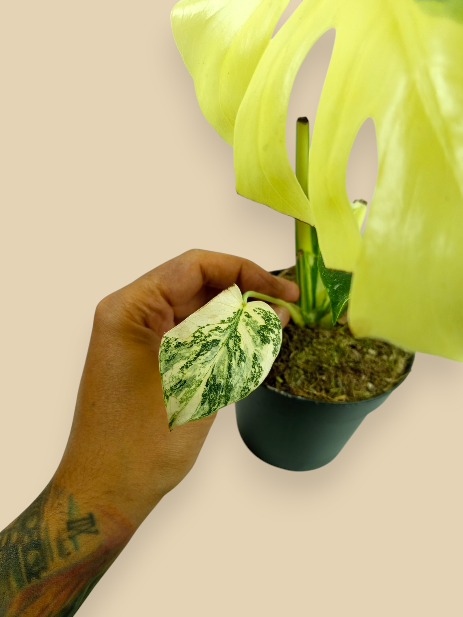 Monstera Thai Constellation Creme Brulee Mutation