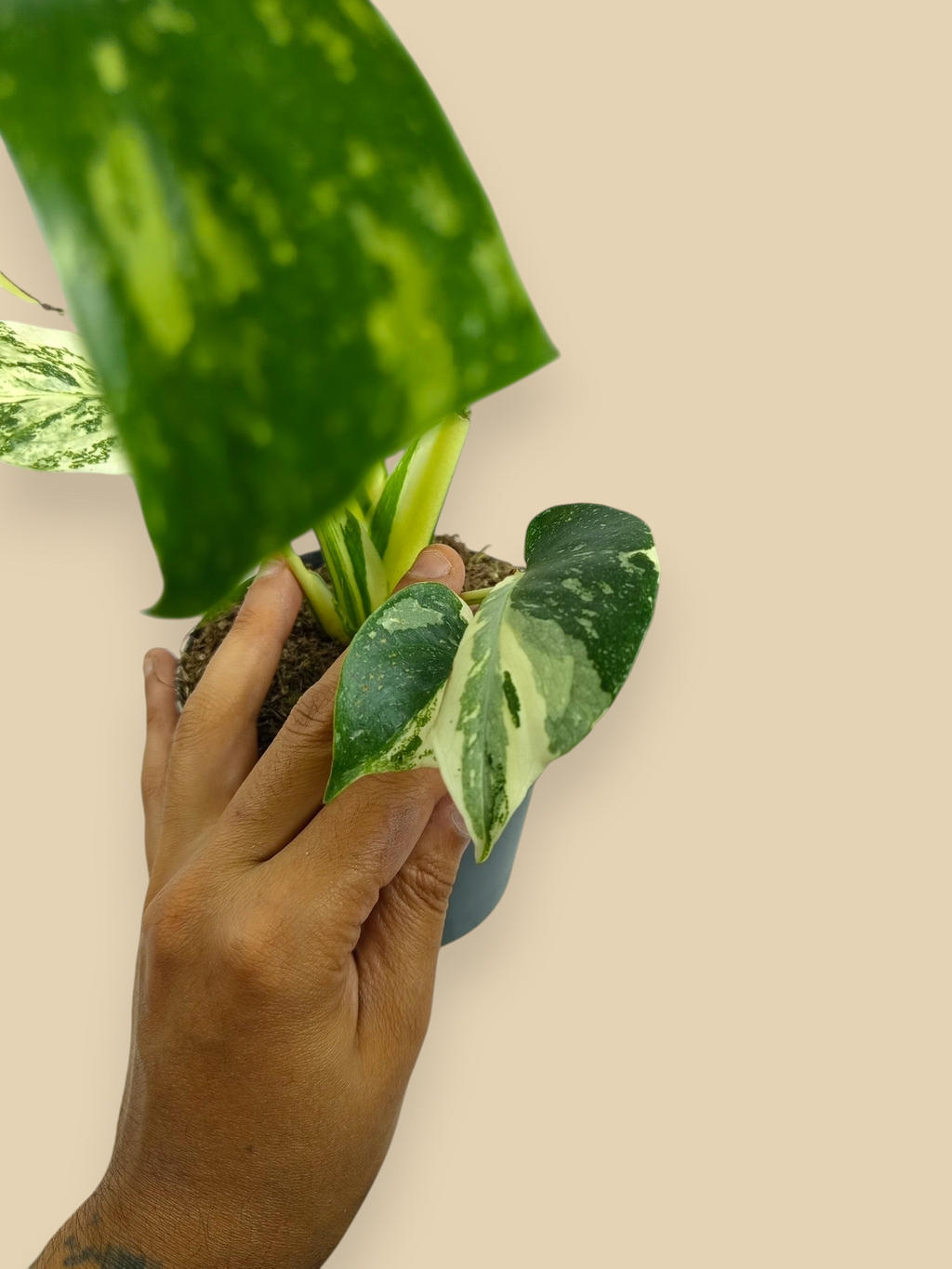 Monstera Thai Constellation Creme Brulee Mutation