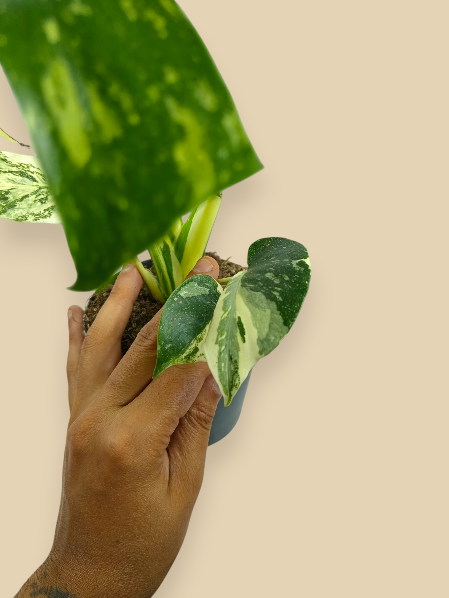 Monstera Thai Constellation Creme Brulee Mutation