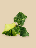 Monstera Thai Constellation Platinum