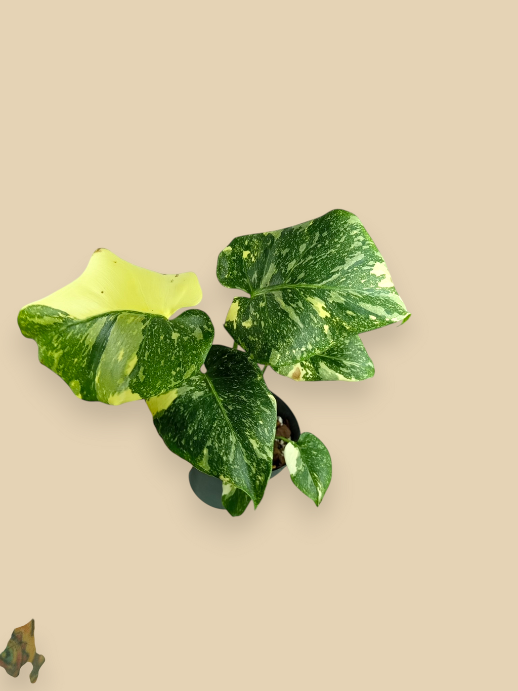 Monstera Thai Constellation Platinum