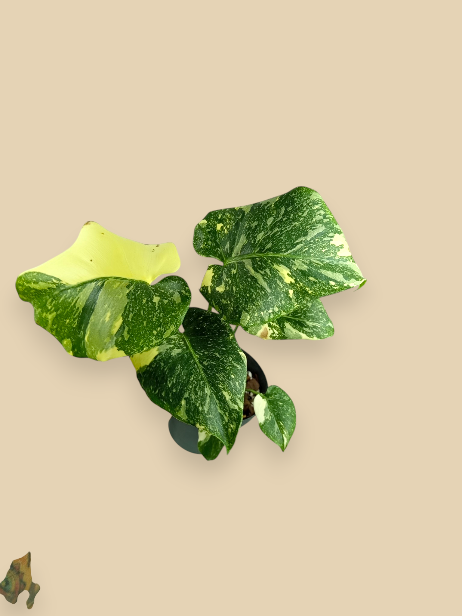 Monstera Thai Constellation Platinum