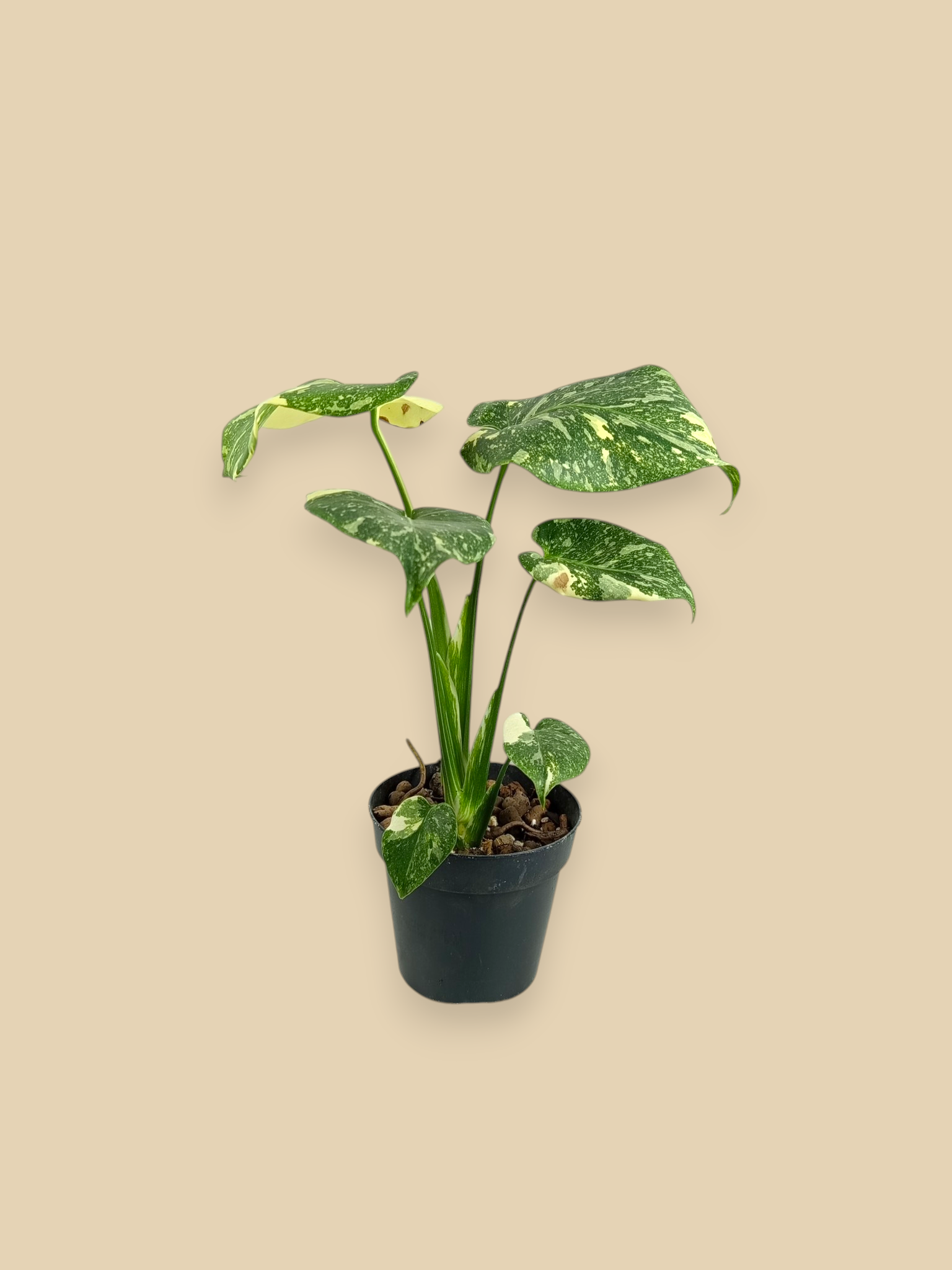Monstera Thai Constellation Platinum