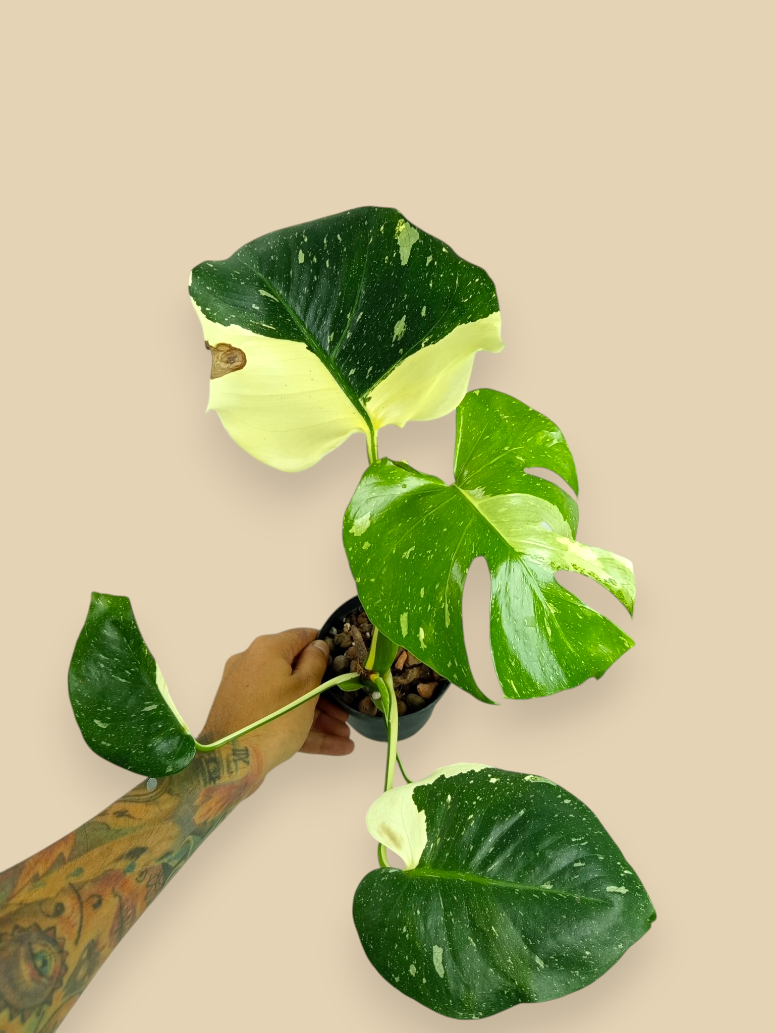 Monstera Thai Constellation Mutation