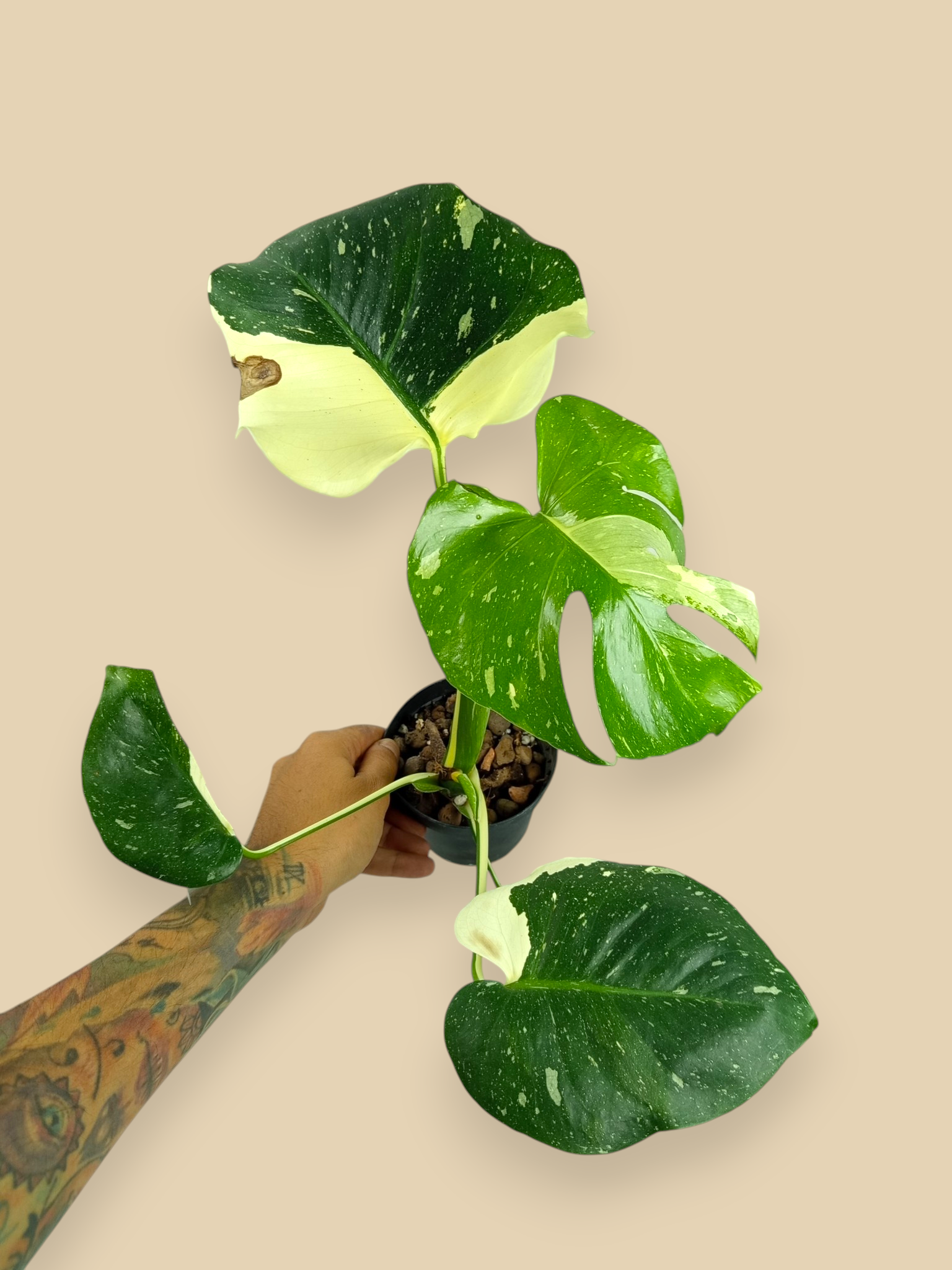Monstera Thai Constellation Mutation