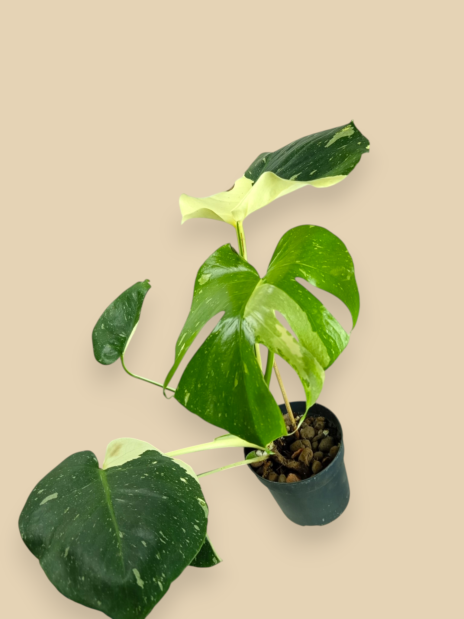 Monstera Thai Constellation Mutation