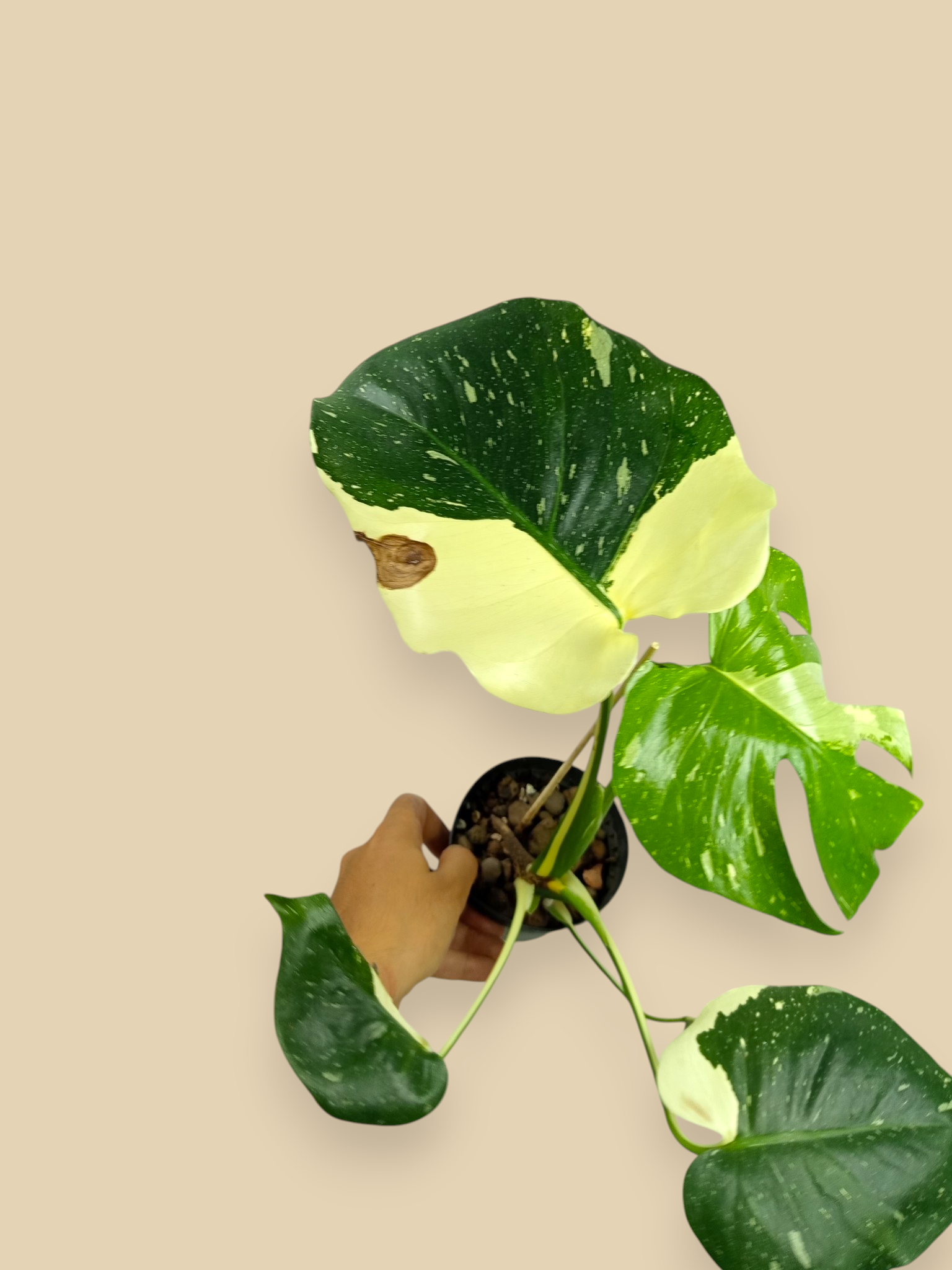 Monstera Thai Constellation Mutation