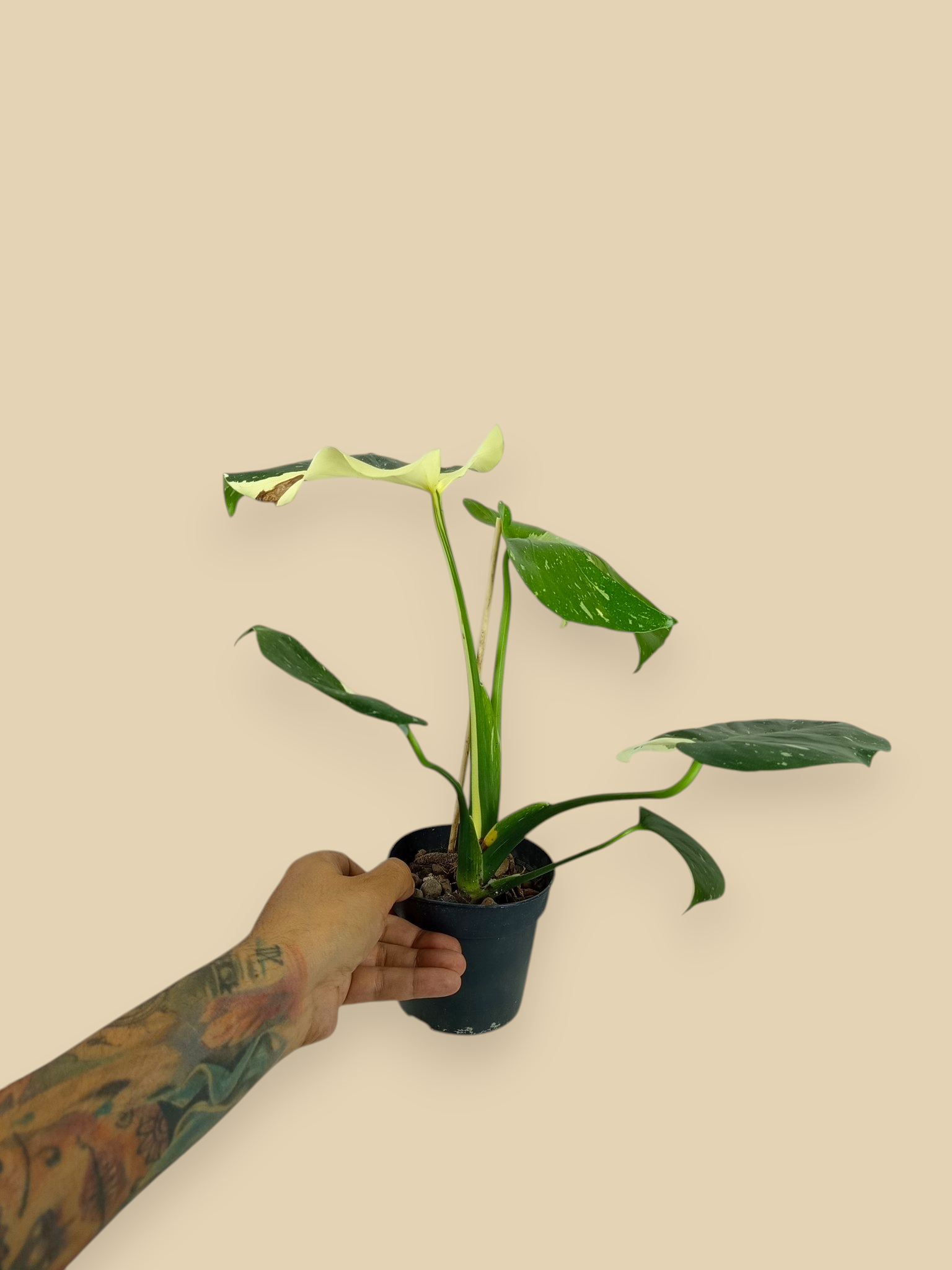 Monstera Thai Constellation Mutation
