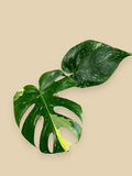 Monstera Thai Constellation Fish Bone Mutation