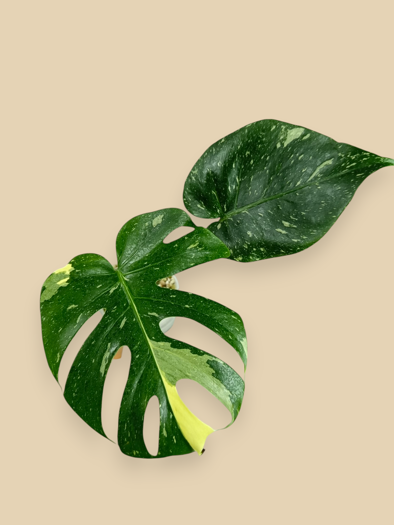 Monstera Thai Constellation Fish Bone Mutation