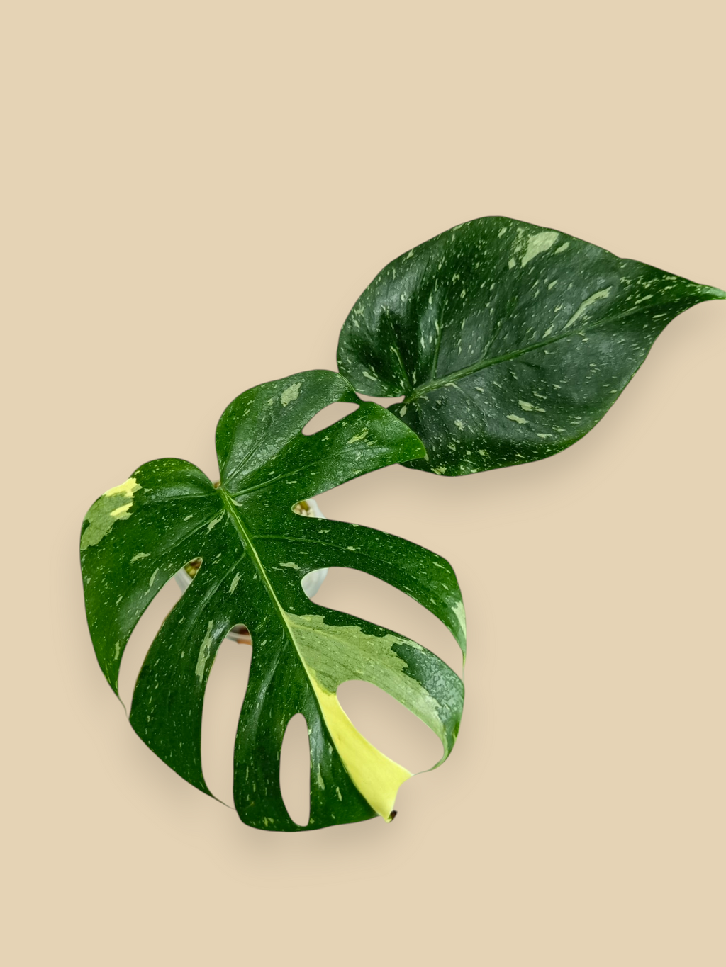 Monstera Thai Constellation Fish Bone Mutation