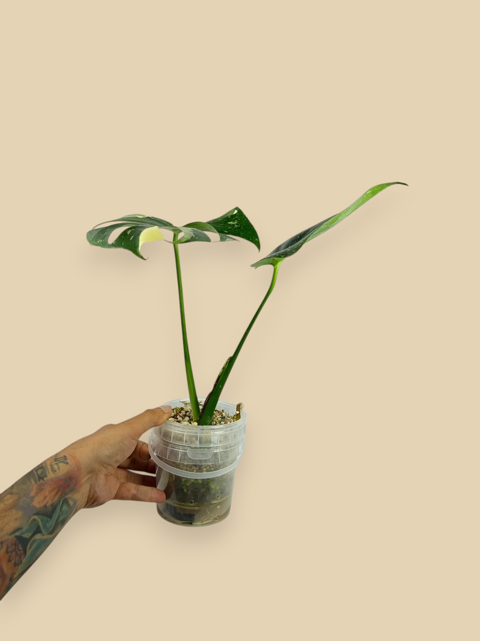 Monstera Thai Constellation Fish Bone Mutation