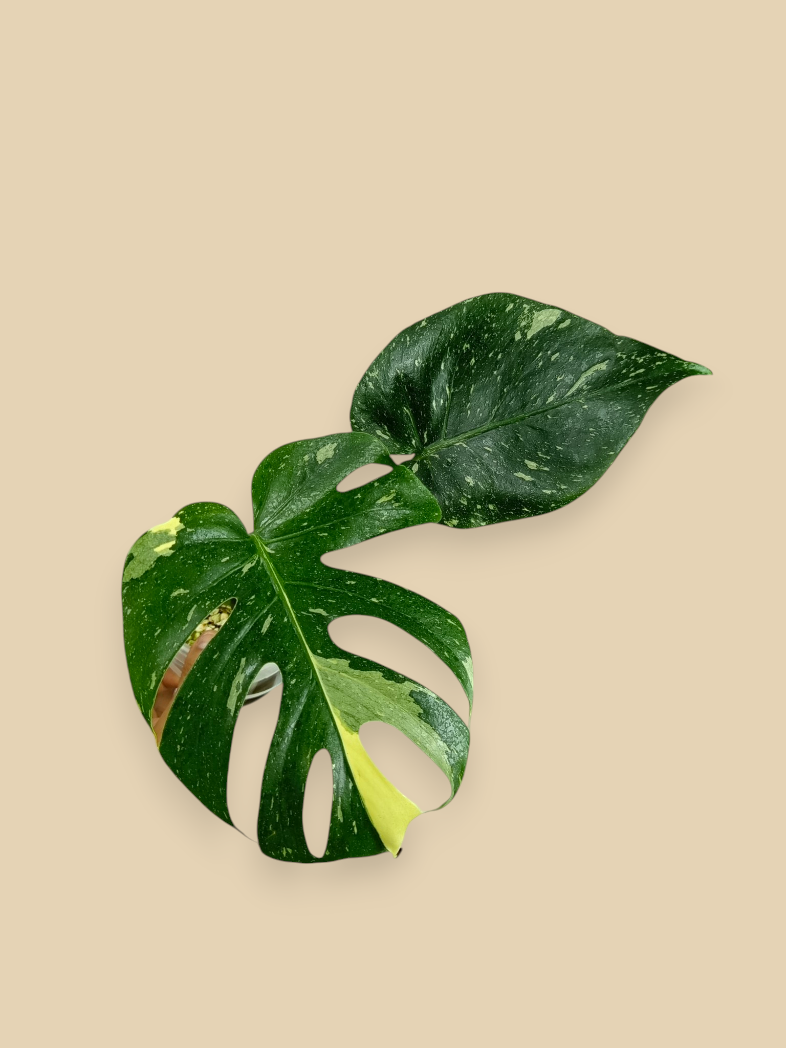 Monstera Thai Constellation Fish Bone Mutation