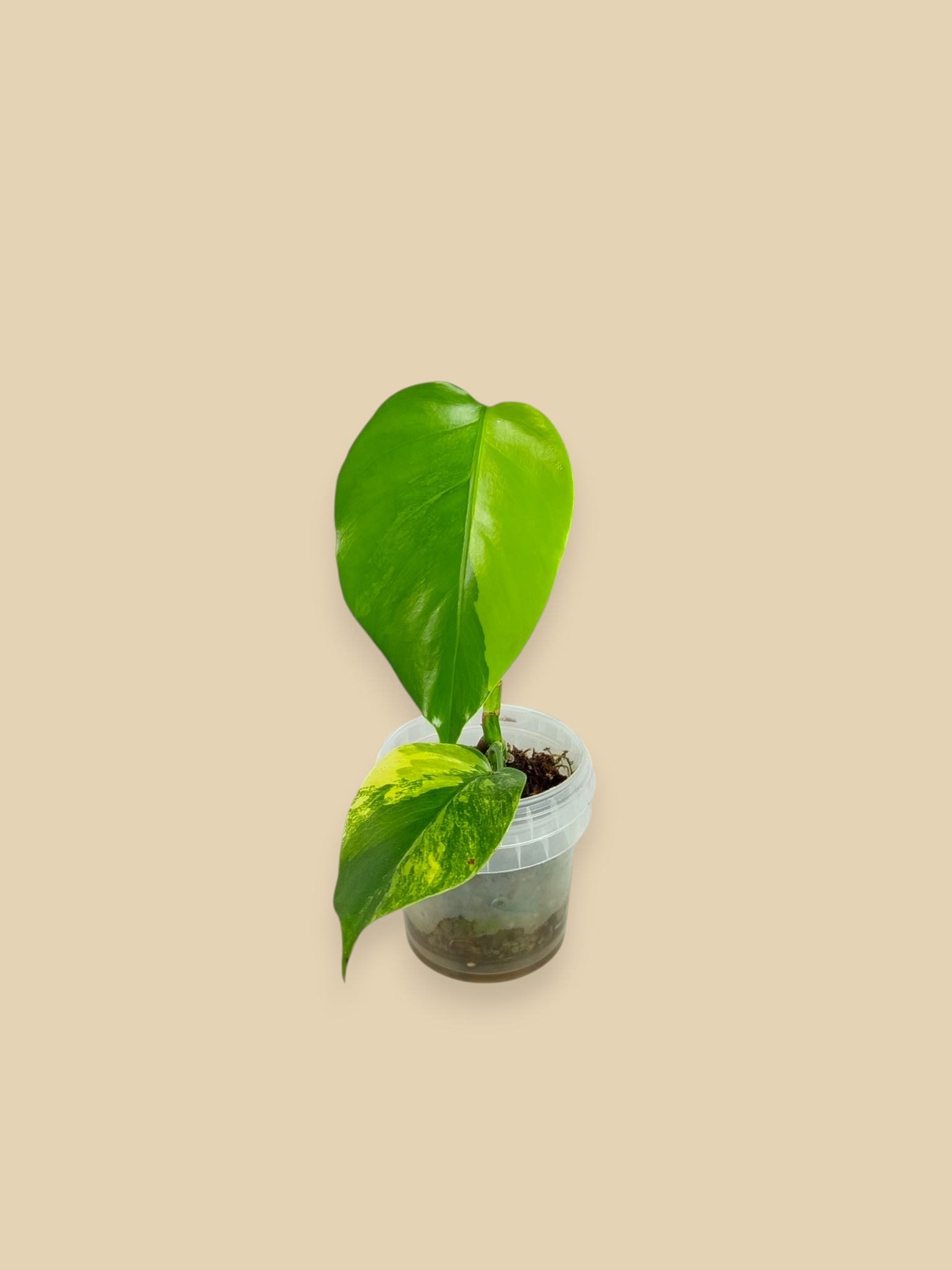 Monstera Aurea Marmota
