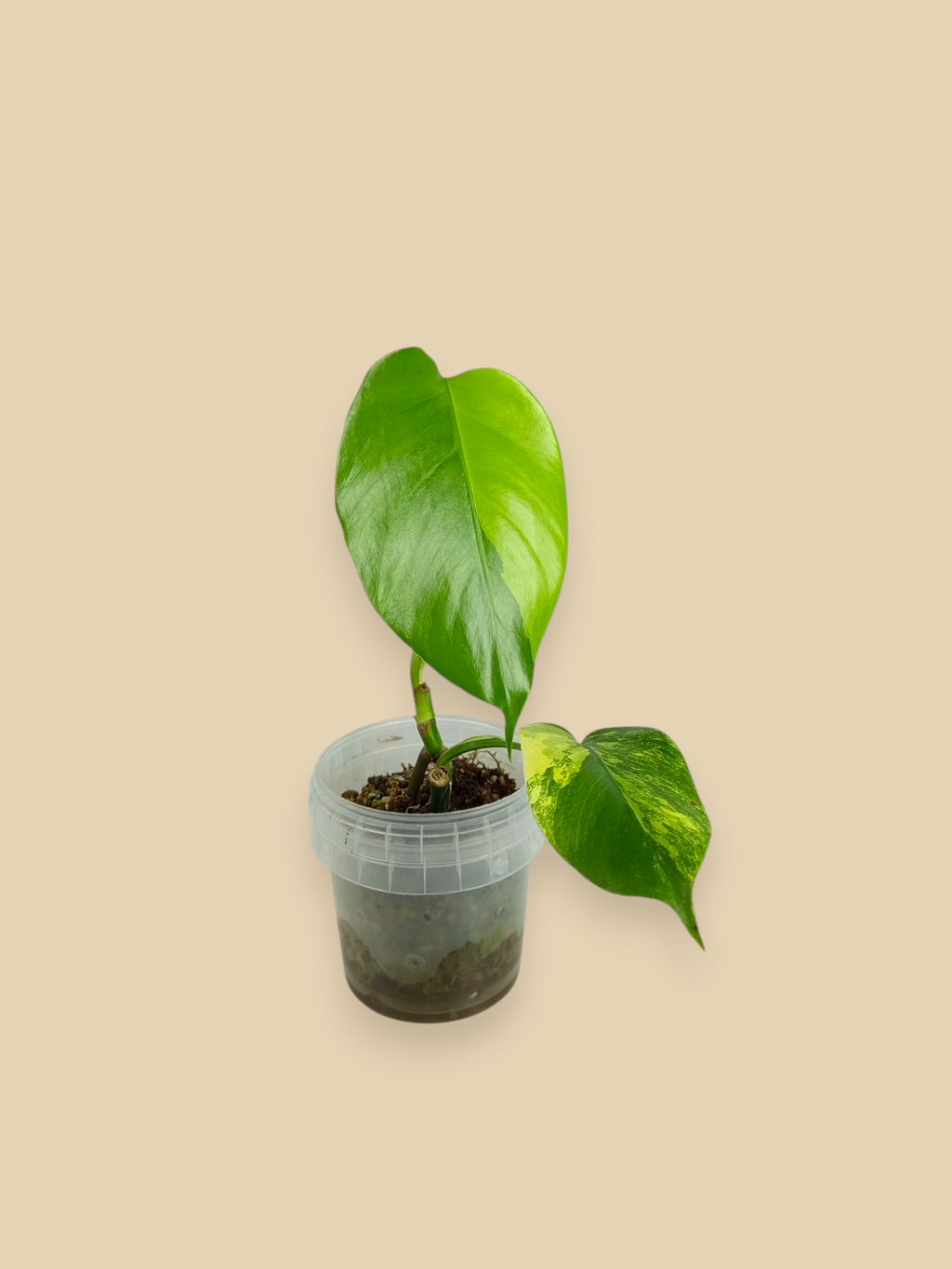 Monstera Aurea Marmota