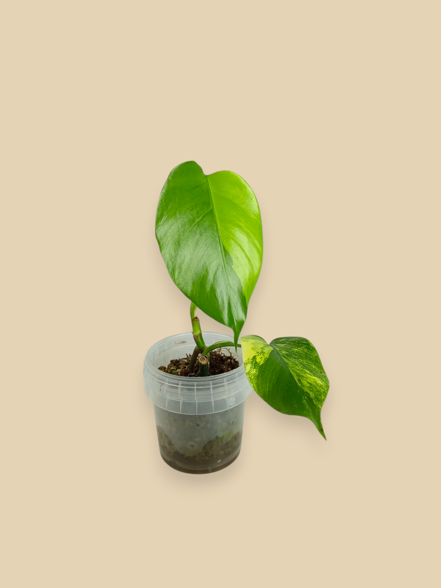 Monstera Aurea Marmota