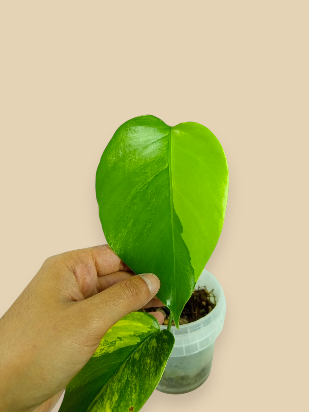 Monstera Aurea Marmota