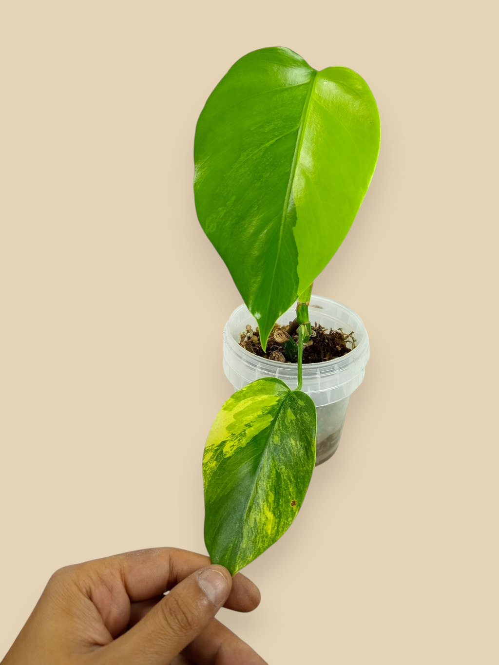 Monstera Aurea Marmota