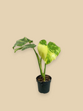 Monstera Thai Constellation Creme Brulee