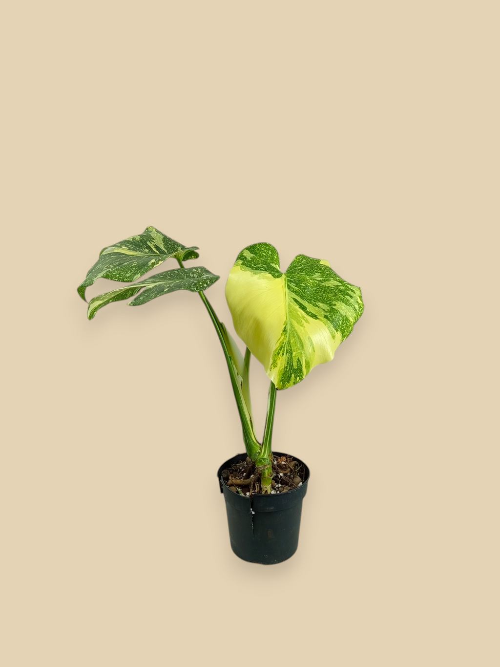 Monstera Thai Constellation Creme Brulee